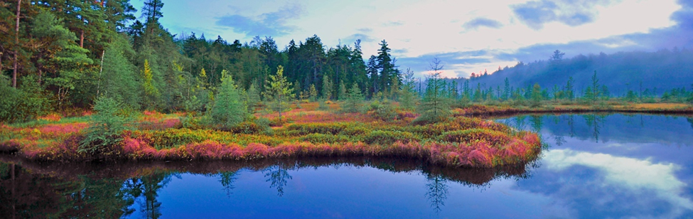 Trees and marshlands reflecting in the calm waters surrounding it