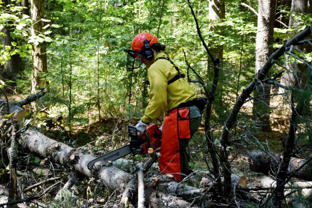 a man surround by tree wearing a hardhat and sawing a log with a chainsaw
