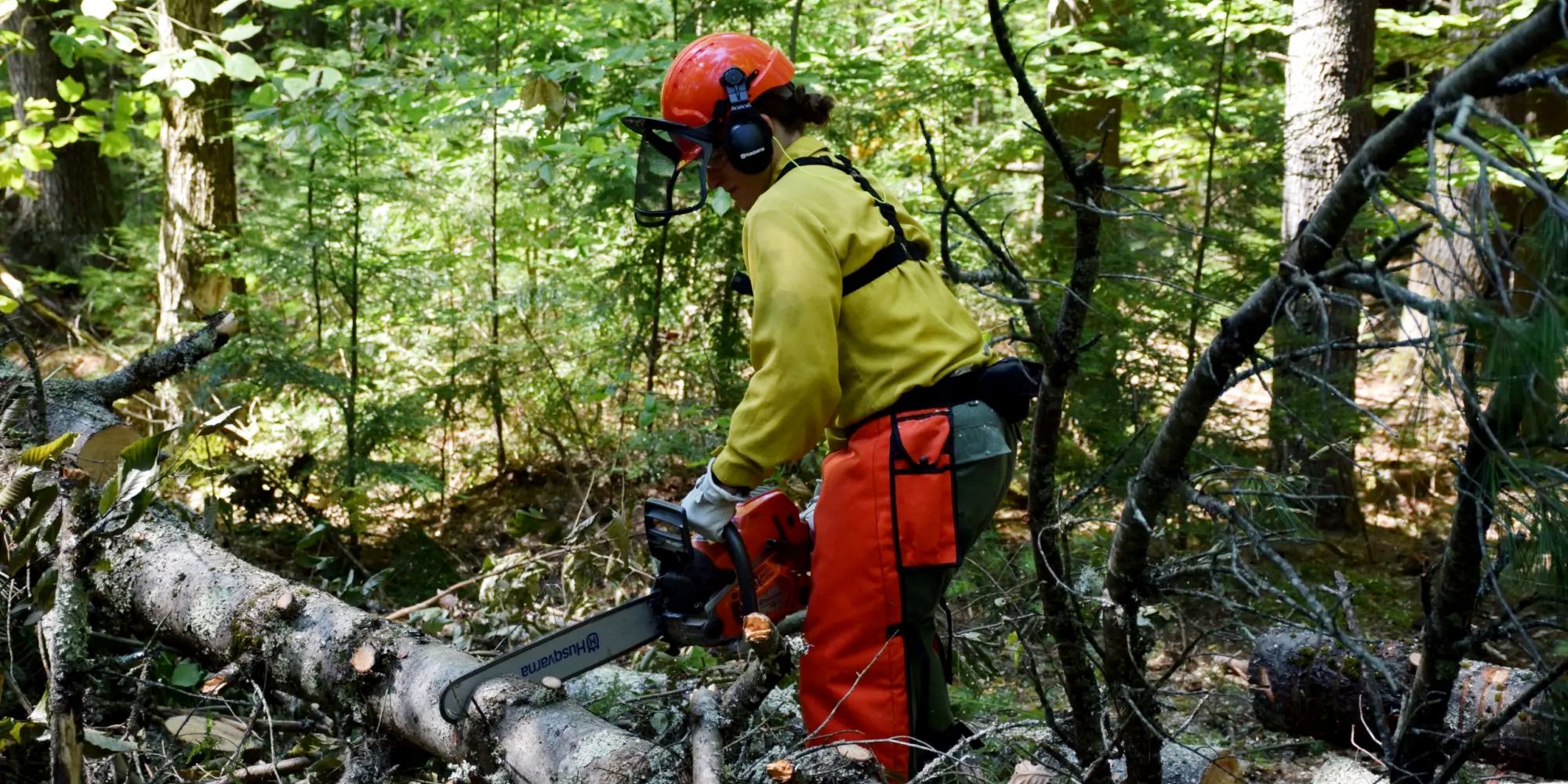 a man surround by tree wearing a hardhat and sawing a log with a chainsaw
